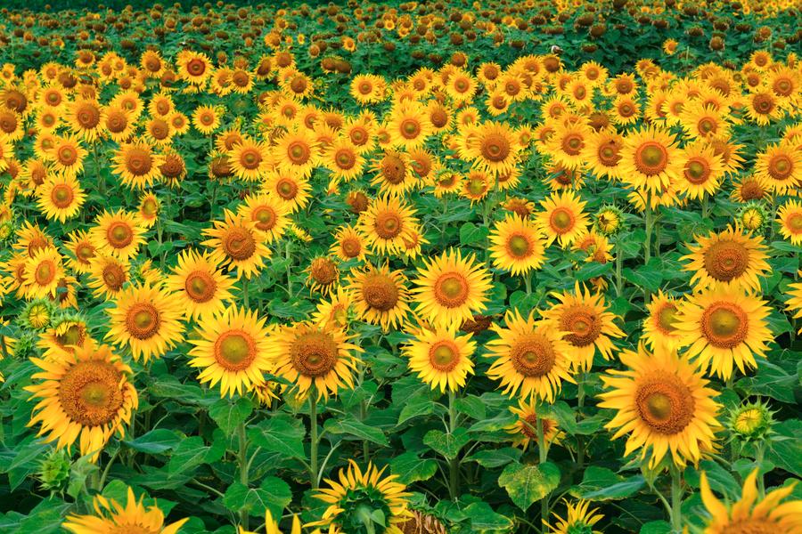 Sunflower garden