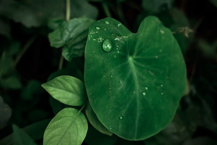 Yam leaf with drops