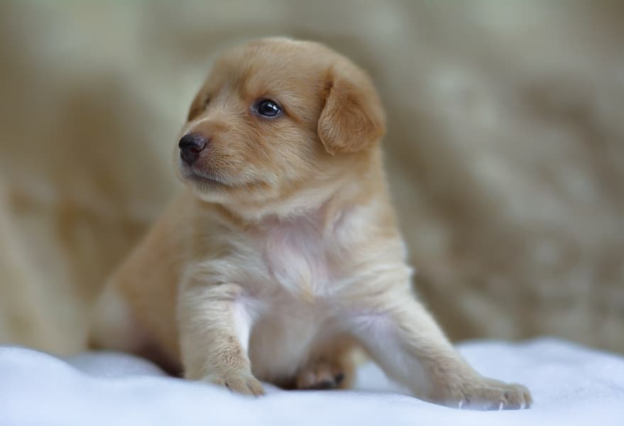 Puppy in a bed